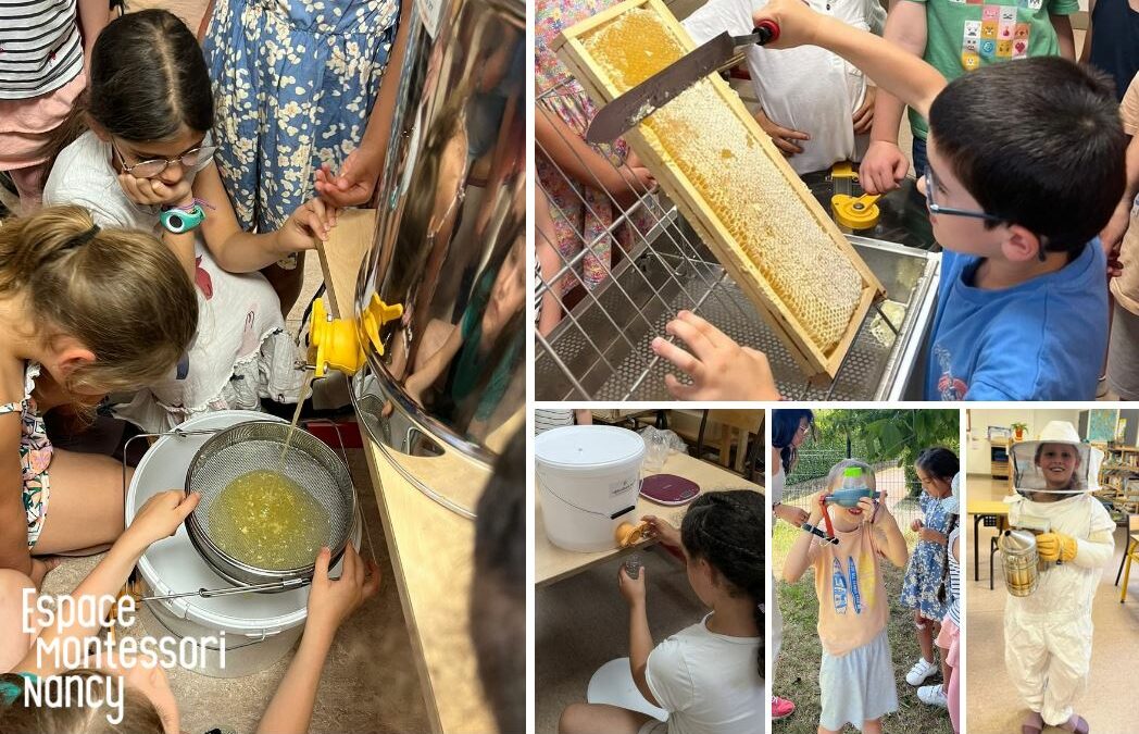 Découverte de l’apiculture en élémentaire