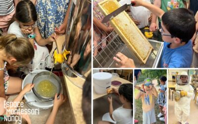 Découverte de l’apiculture en élémentaire