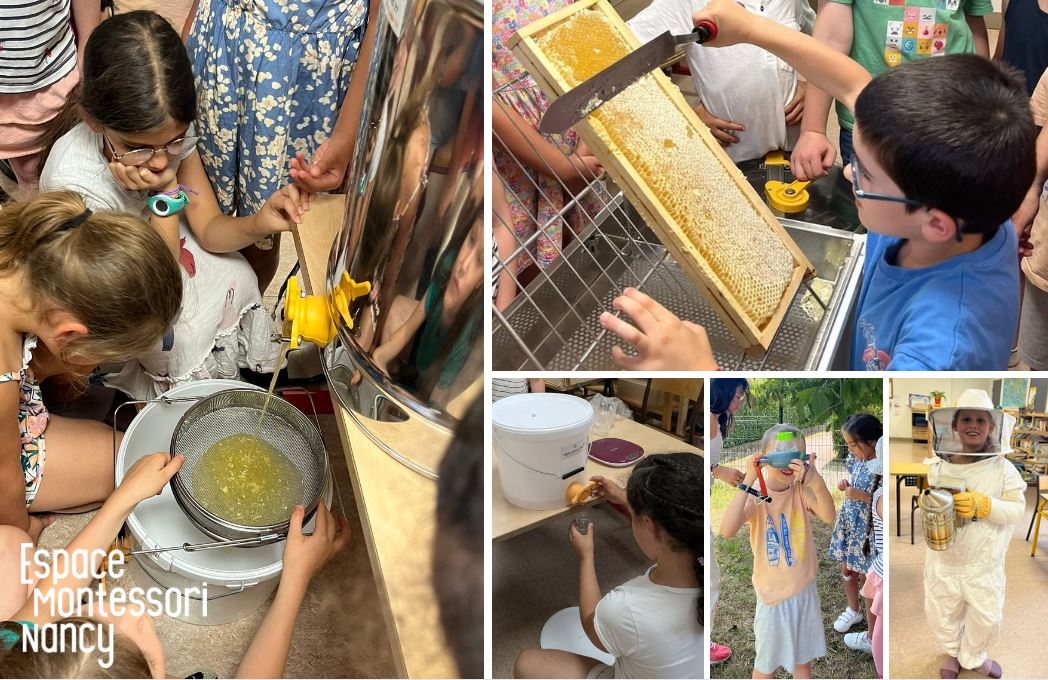 montage_apiculture_juin2025